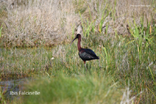 Ibis Falcinelle_35821.jpg